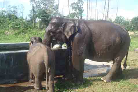  Balai Konservasi Bengkulu Siapkan Pengembangan Gajah Sumatra